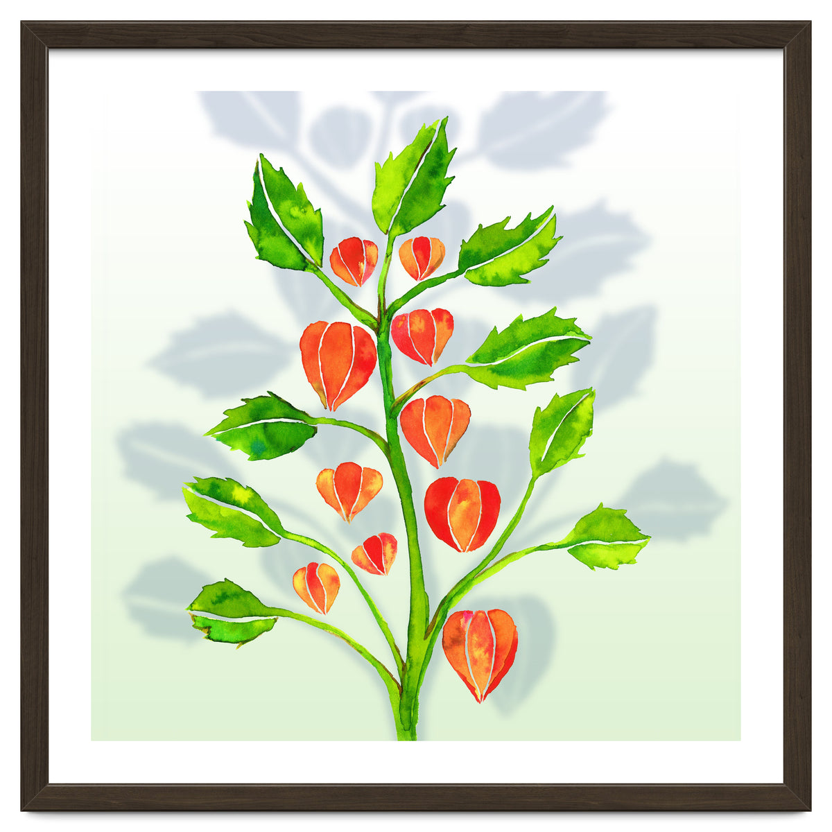 Physalis