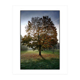 Autumnal Tree (Print Only) thumbnail