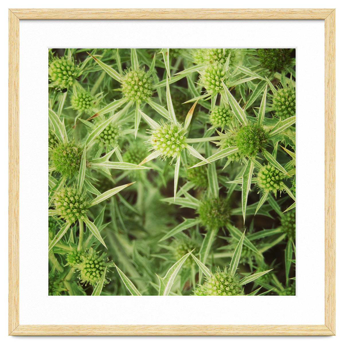 Green thistles