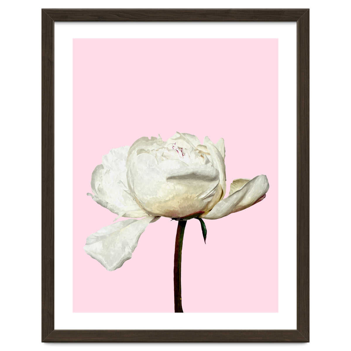 White Peony Pink Background