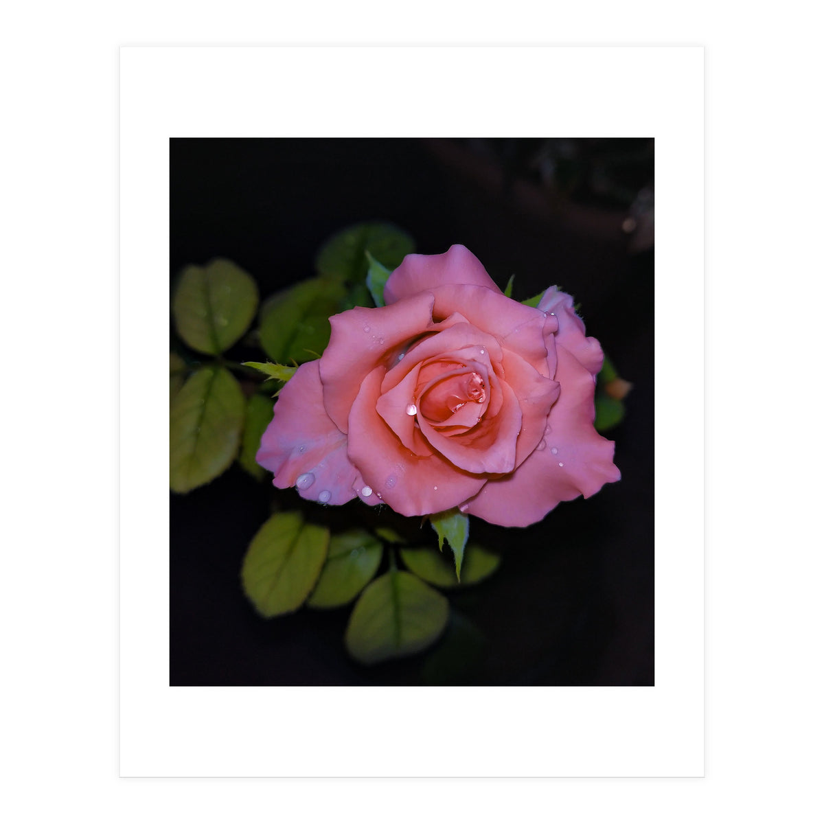Pink Dew Rose (Print Only)