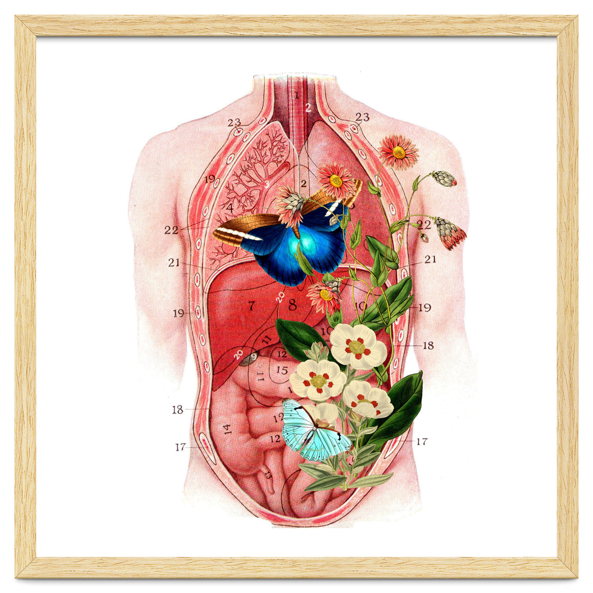 Butterflys In The Belly Makes Flower Grows