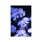 Jellyfish (Print Only) thumbnail