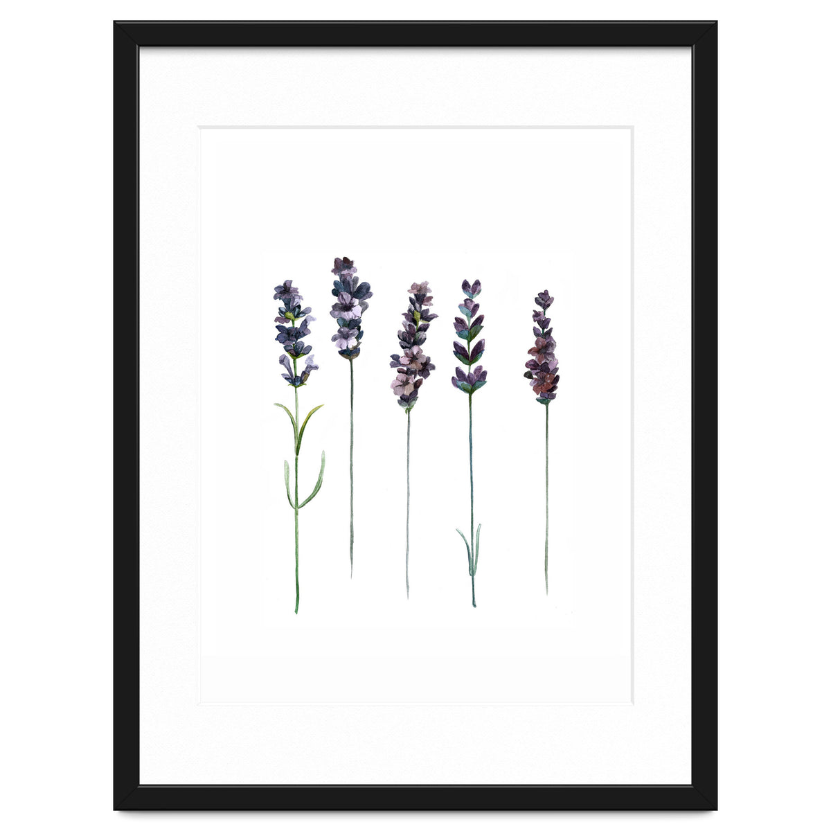 Botanical Illustration Lavender