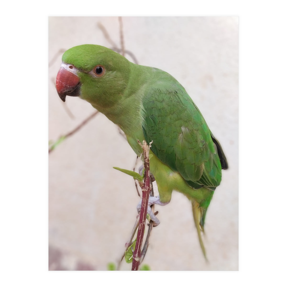 Lovely Indian Cute Parrot (Print Only)