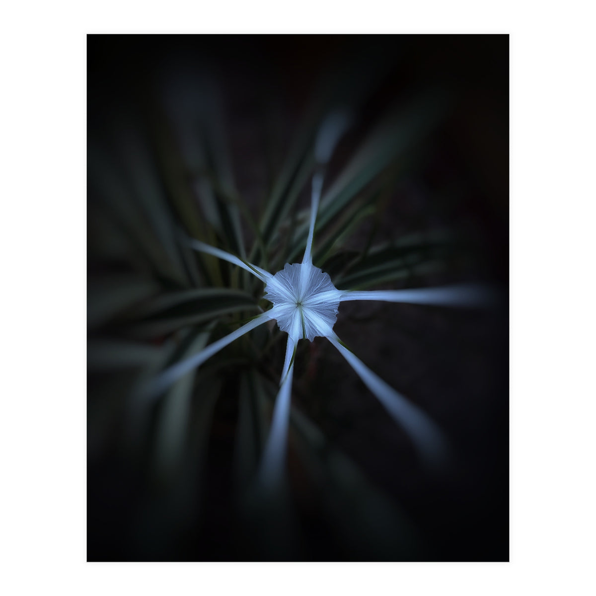 Sparkle Flower (Print Only)