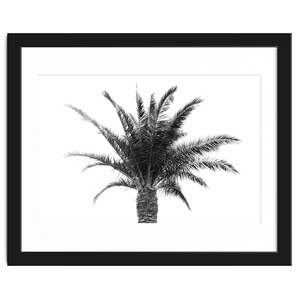 Palm Tree