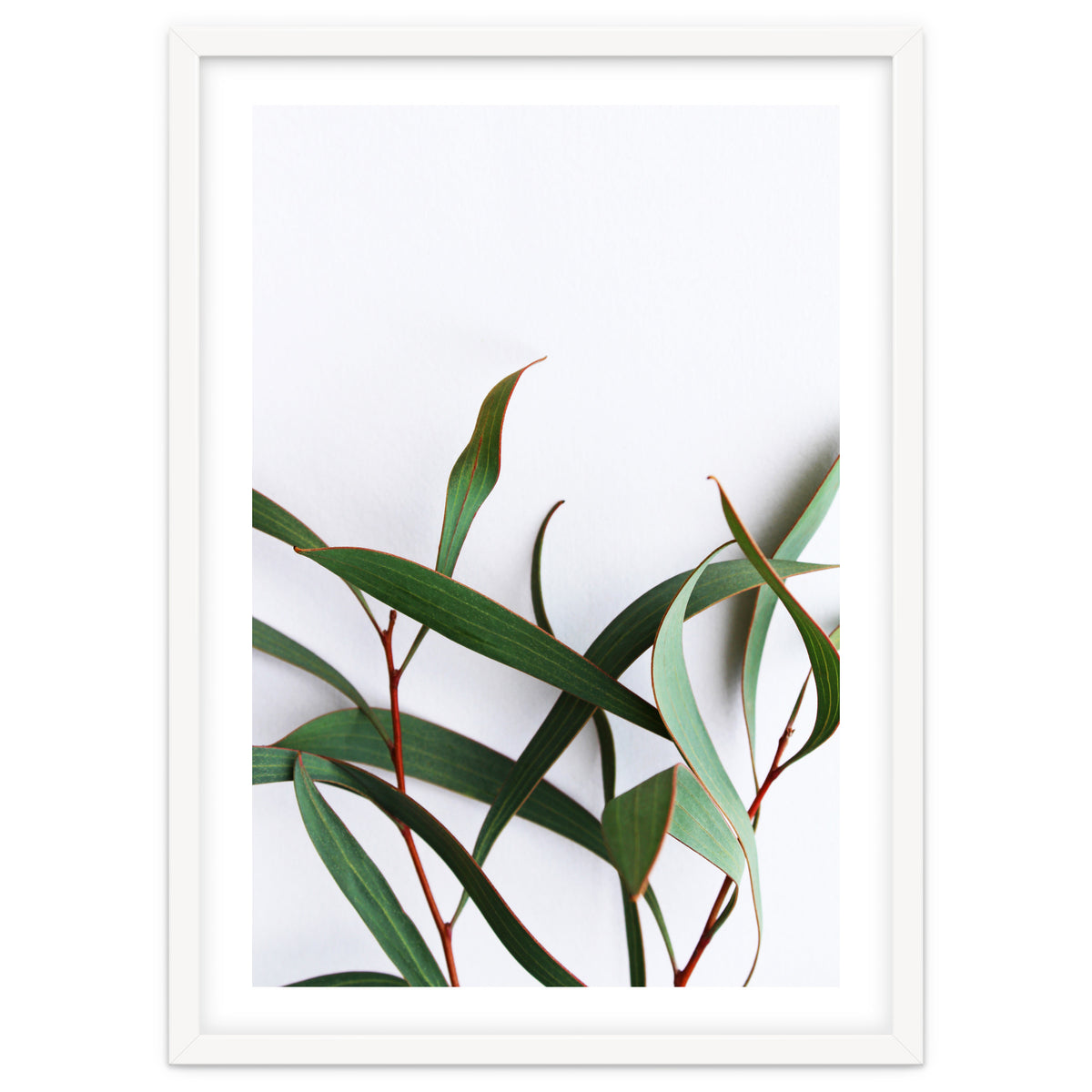 Green Eucalyptus leaves