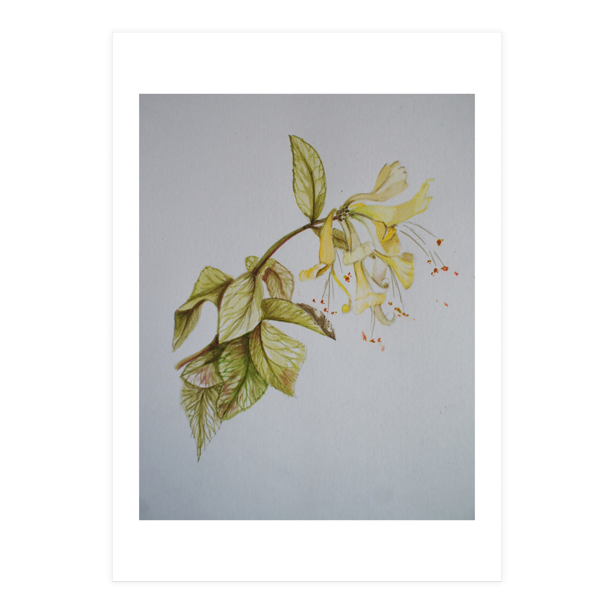 Honeysuckles (Print Only)