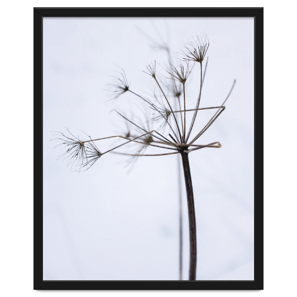 Wildflower in Winter