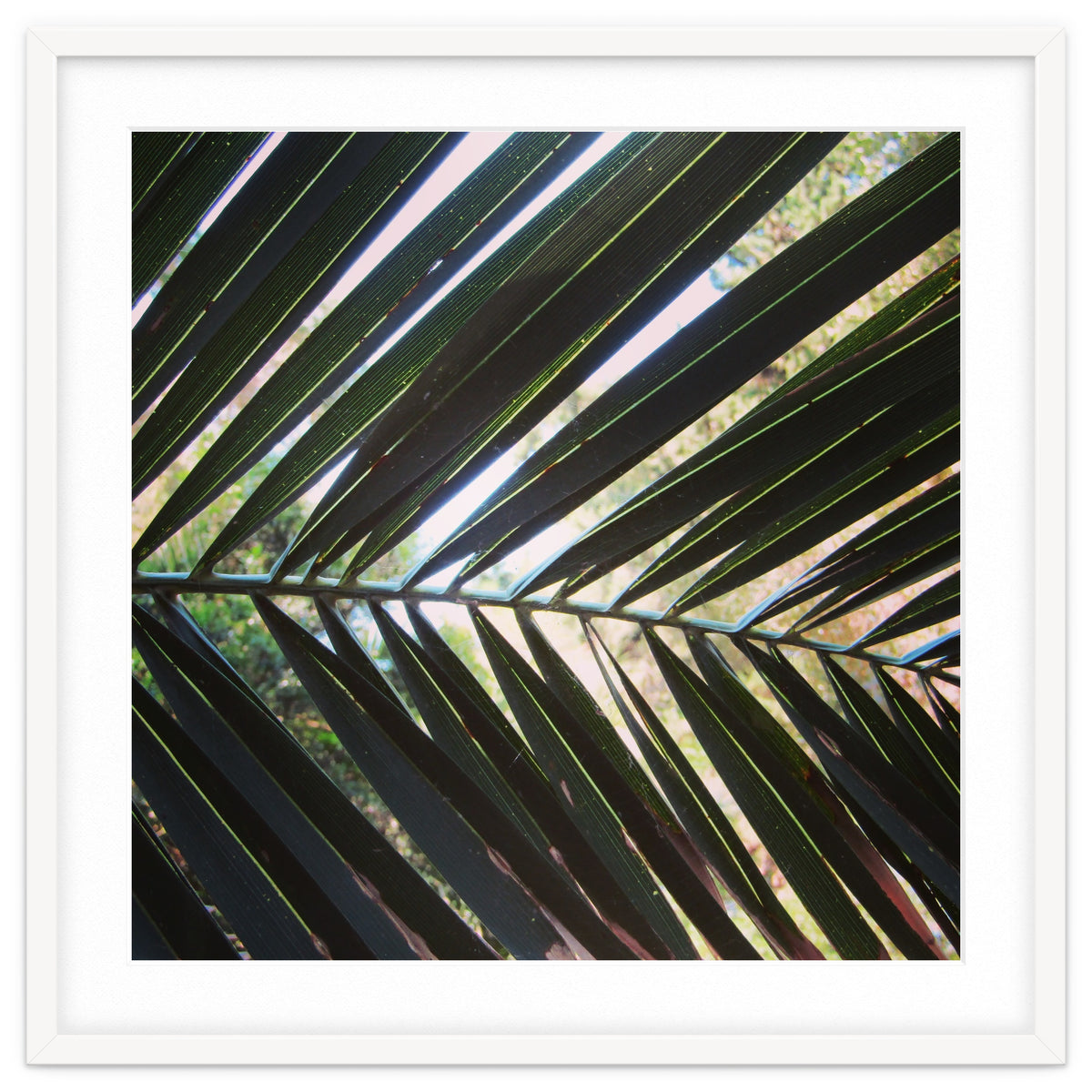 Palm leaf