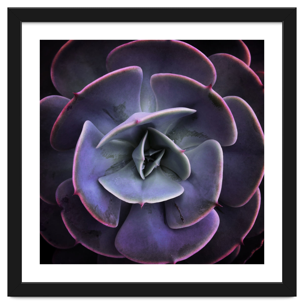 DARKSIDE OF SUCCULENTS VII