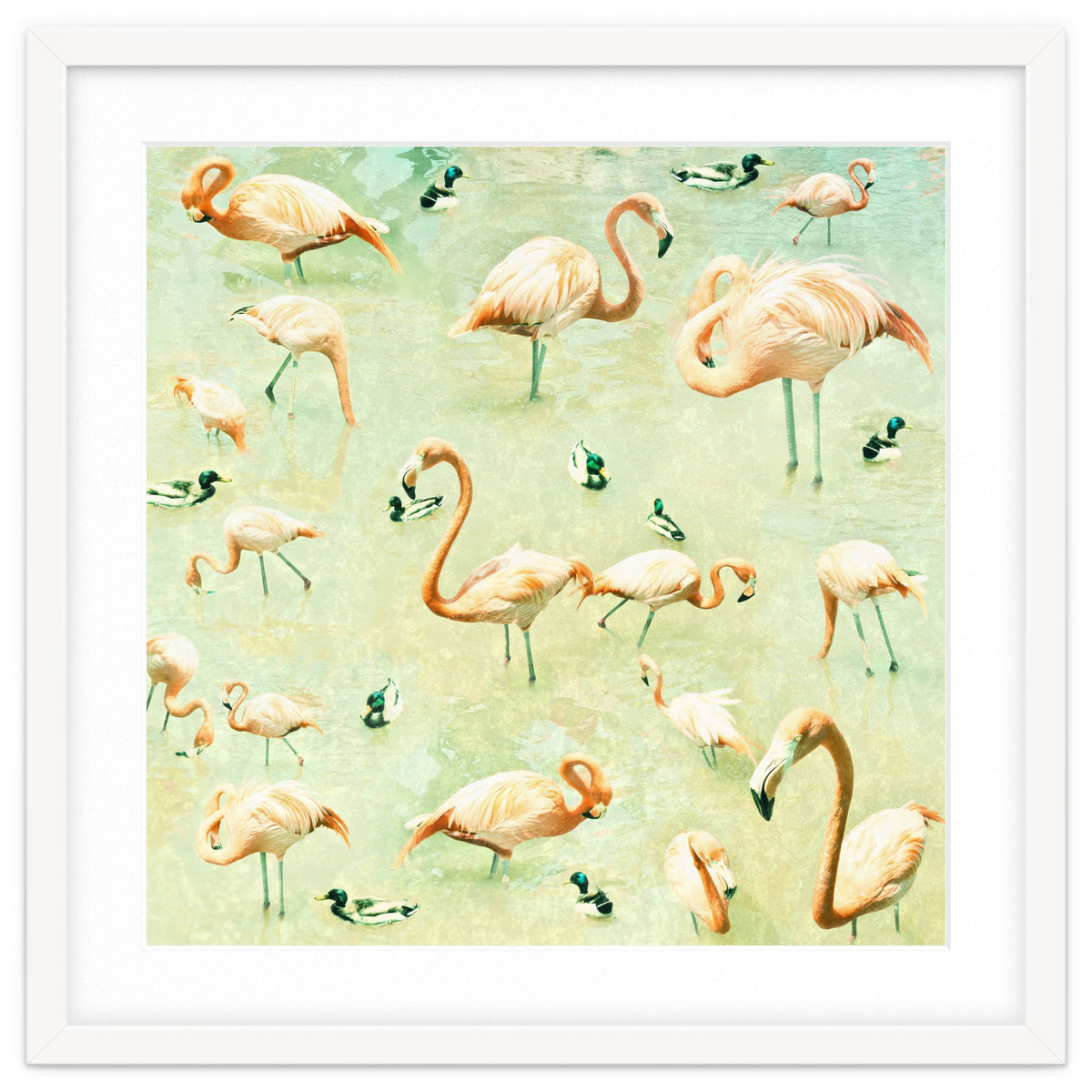 Flamingos