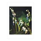 Fishflower (Print Only) thumbnail