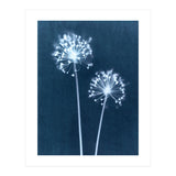 Indigo Dandelion (Print Only) thumbnail