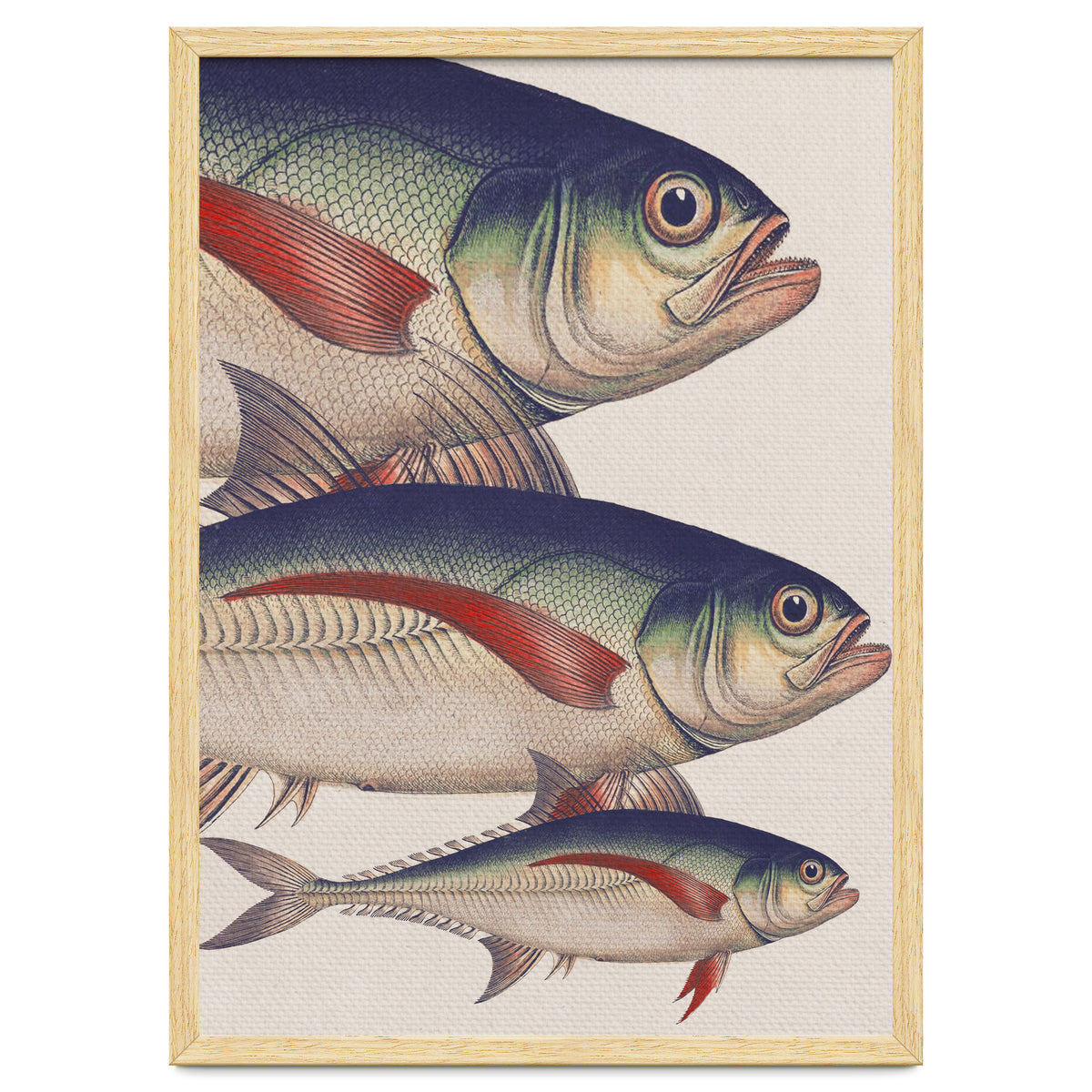 Fish Classic Designs 5