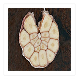 Garlic Italian Cuisine (Print Only) thumbnail