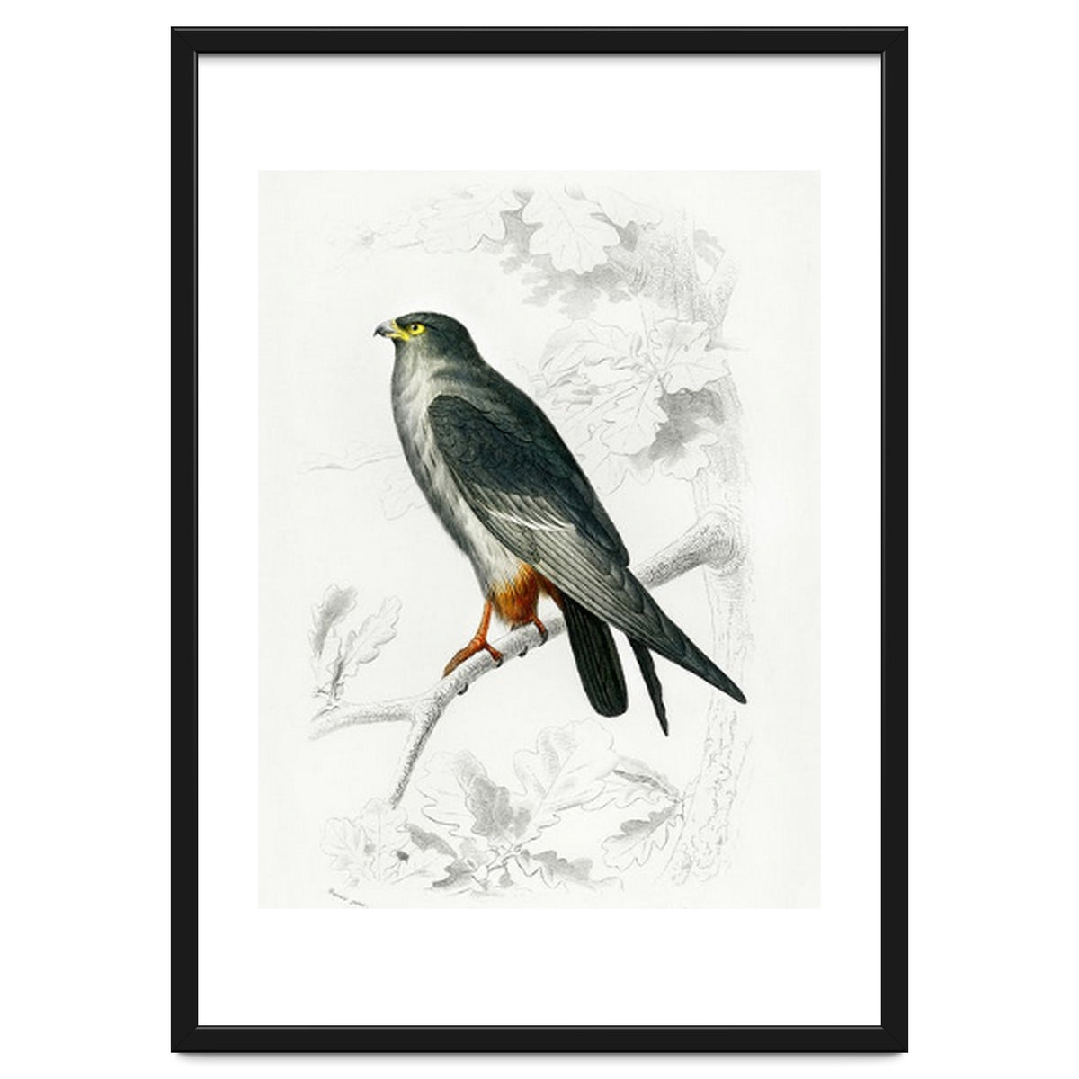 Red-footed Falcon illustrated