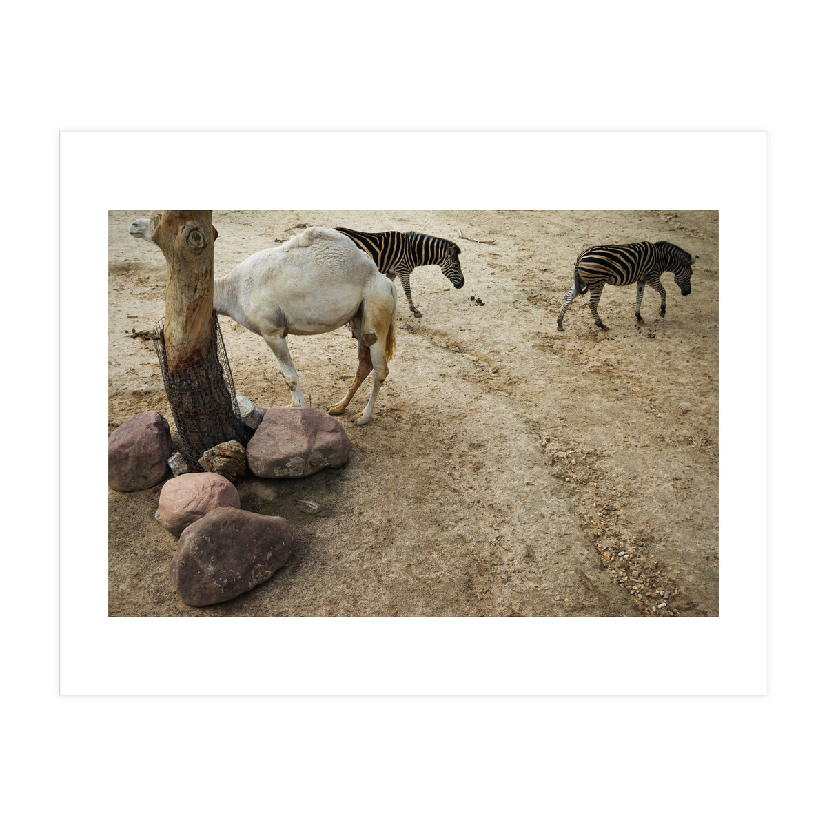 Hiding Game (Print Only)