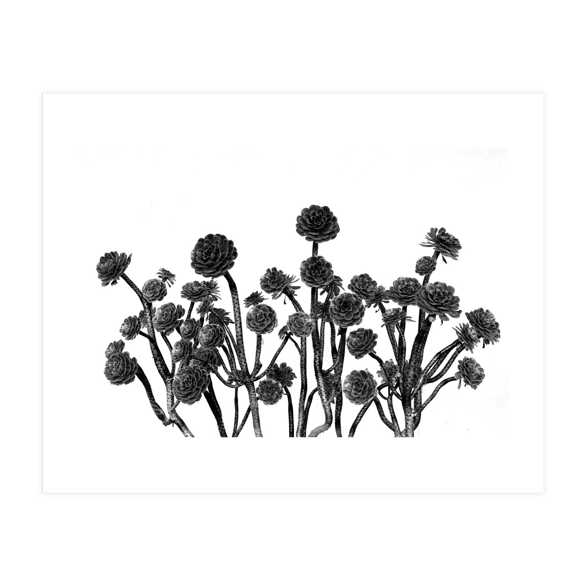 cactus succulents (Print Only)