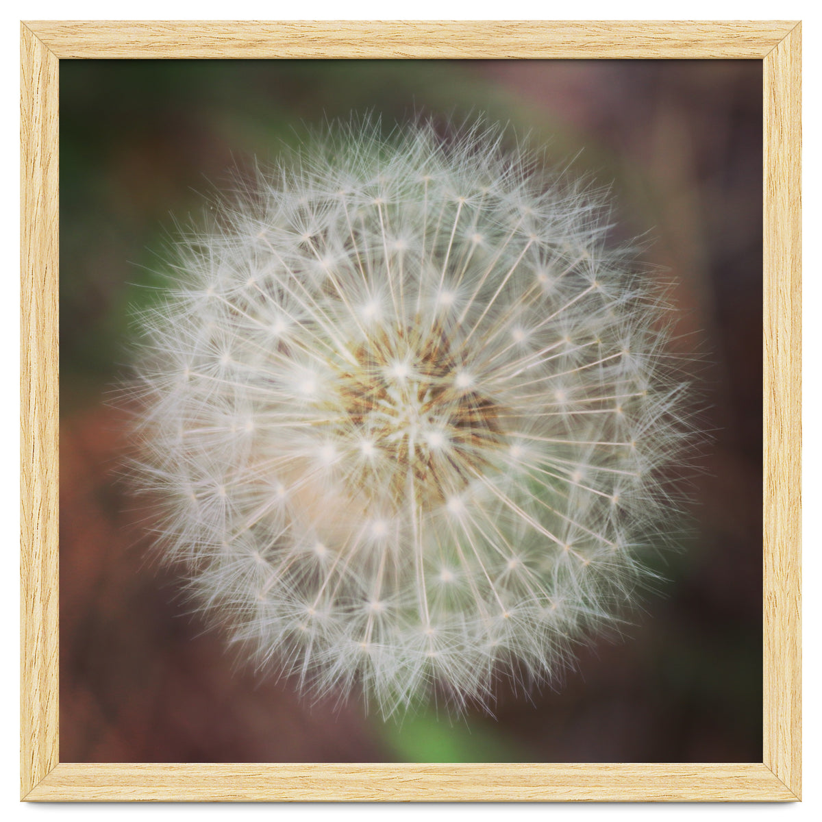 dandelion clock