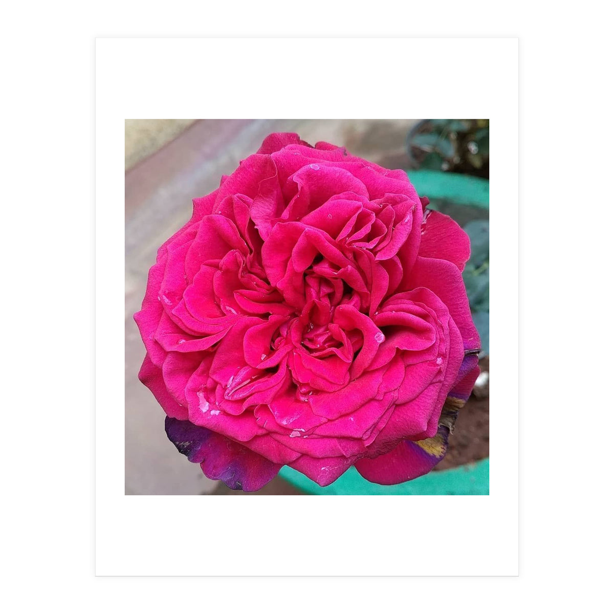 Beautiful Fragrant Rose (Print Only)