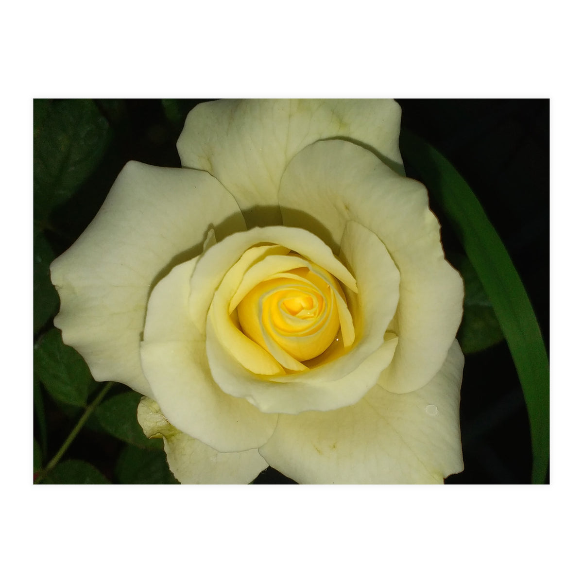 Blooming White Rose (Print Only)