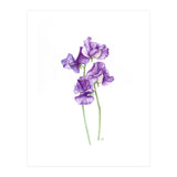 A Purple Posy Of Sweet Peas (Print Only) thumbnail