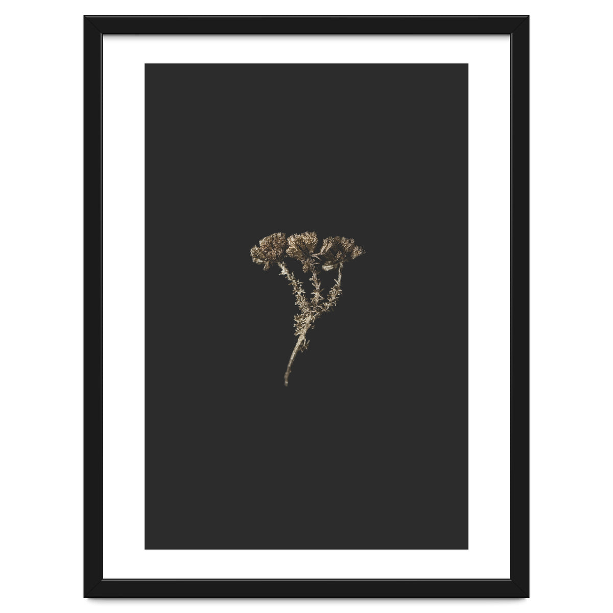 Gold Burst Botanicals