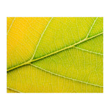 Autumn Leaf (Print Only) thumbnail