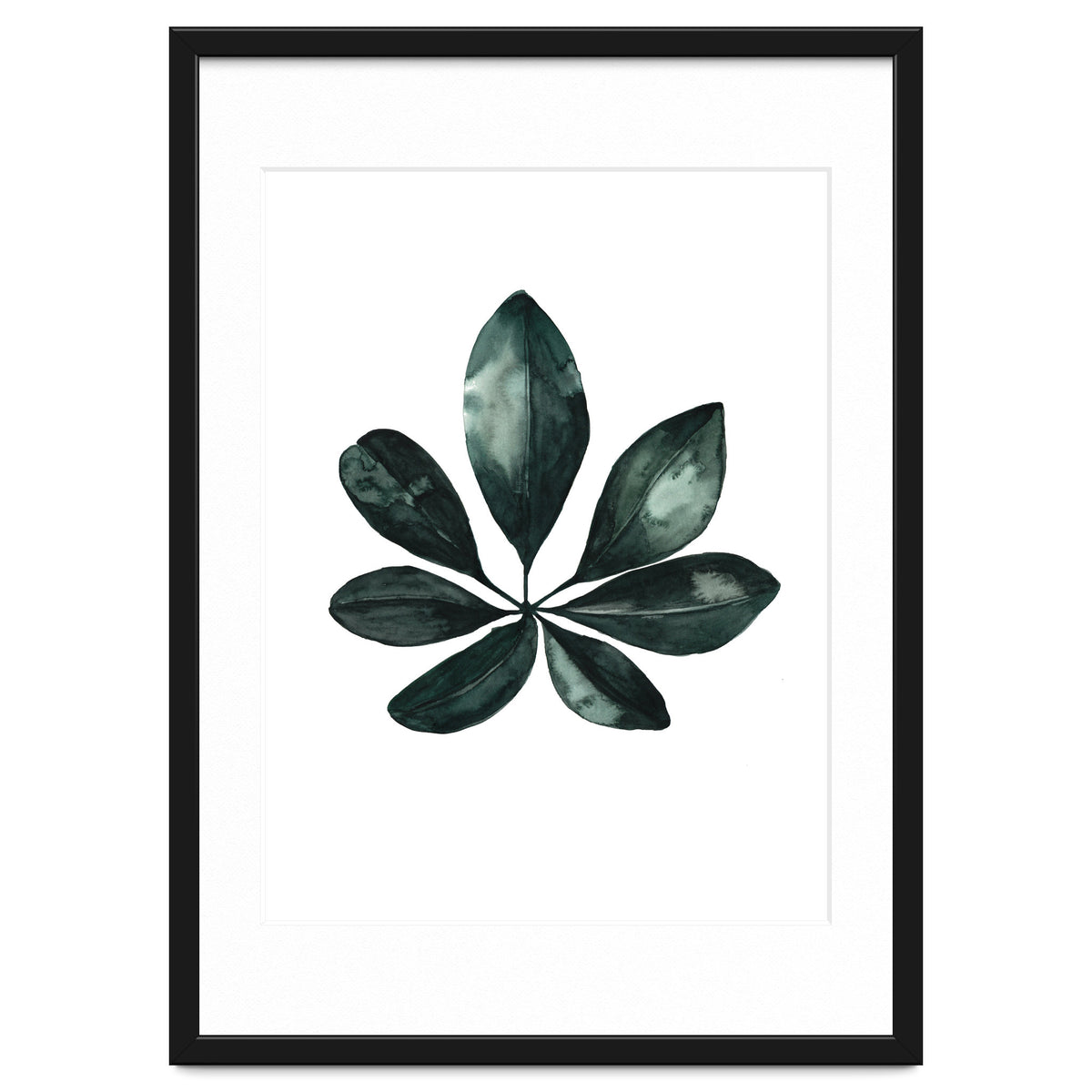 Botanical Illustration Arboricola Schefflera