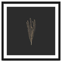 Delicate Fynbos Botanicals in Gold and Black - Square