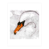 Mute swan (Print Only) thumbnail