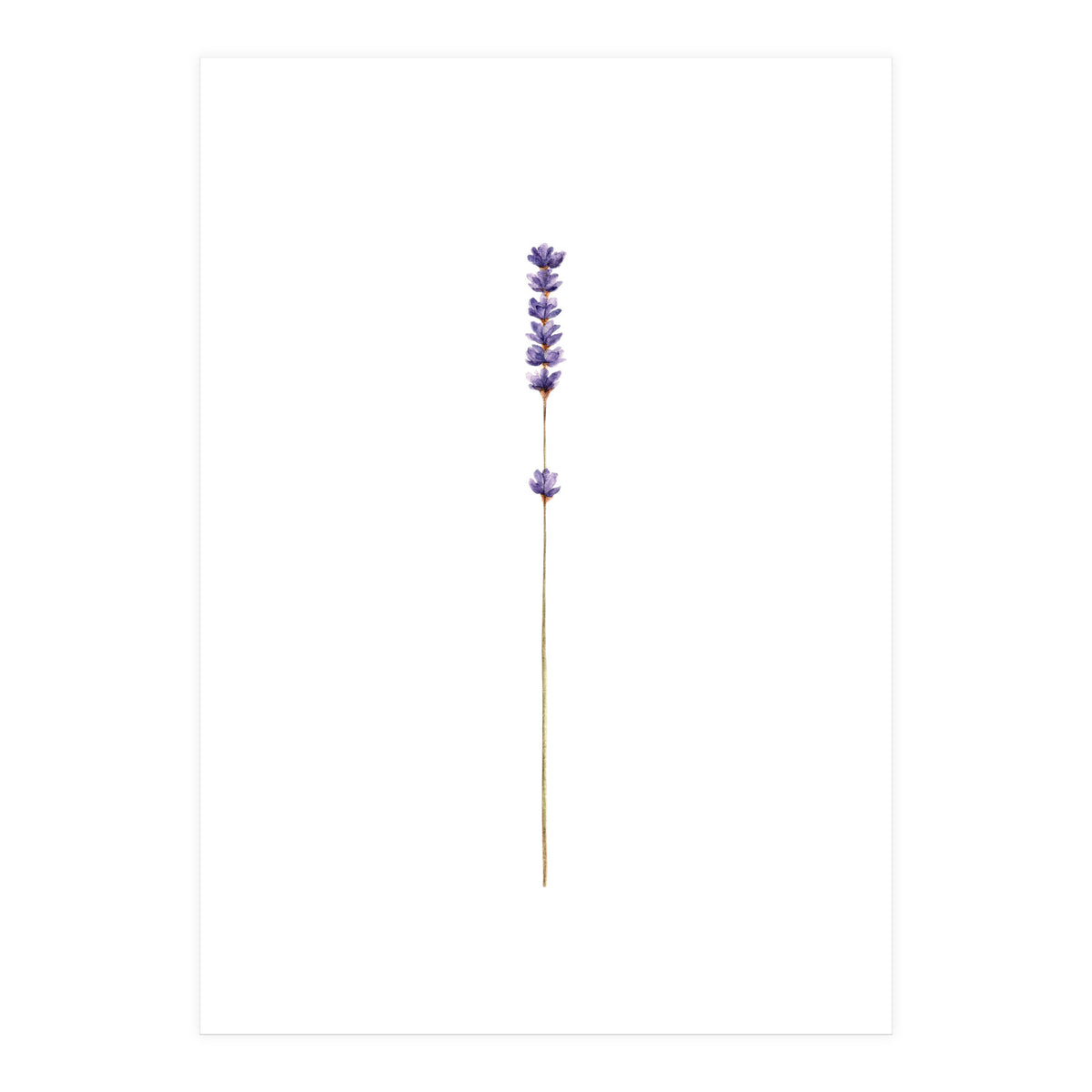 Lavender twig (Print Only)