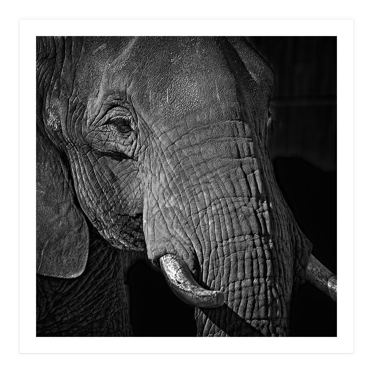 Elephant (Print Only)