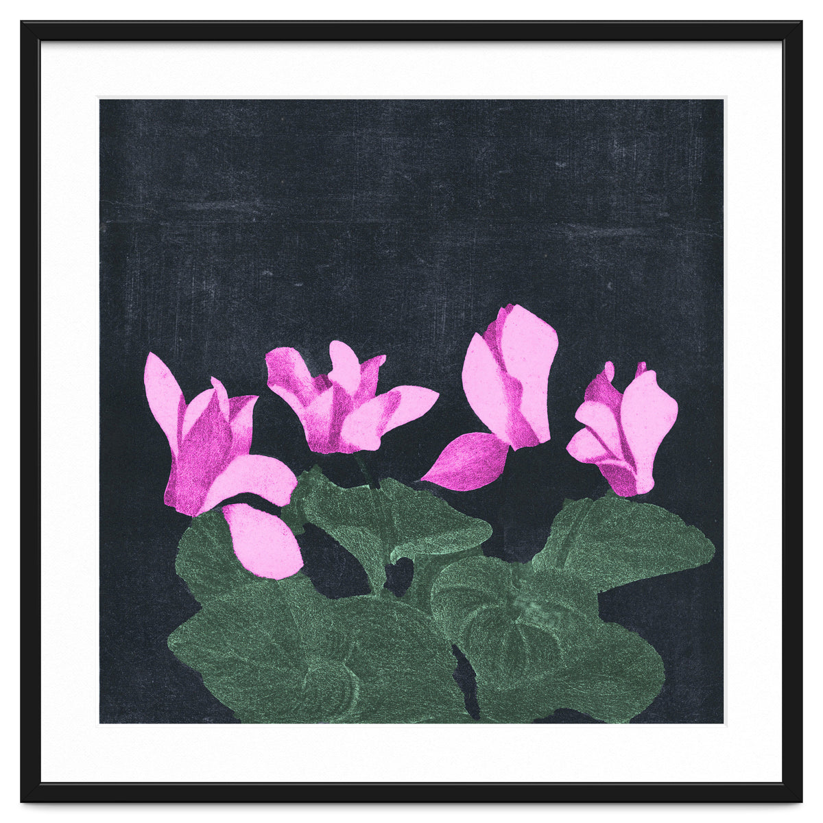 Cyclamen