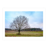 Young Oak Tree in Winter  (Print Only) thumbnail
