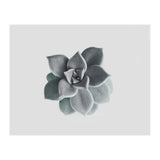Succulent (Print Only) thumbnail
