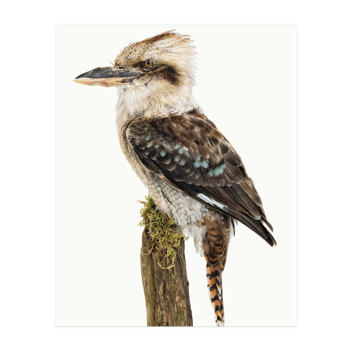 Cc Birds 08 (Print Only)