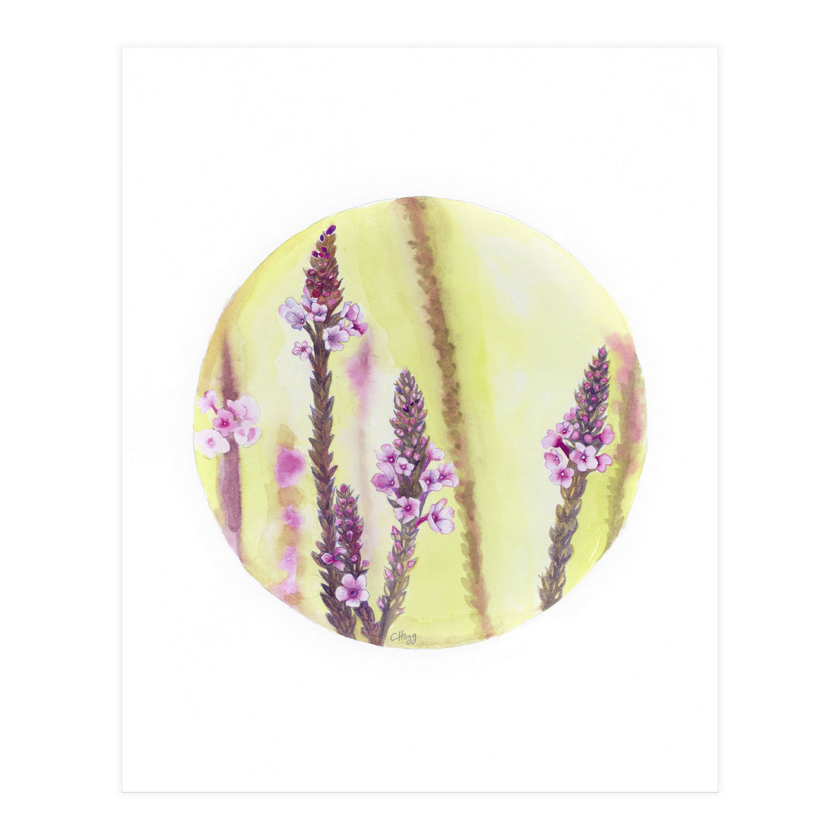 Circular Verbena (Print Only)