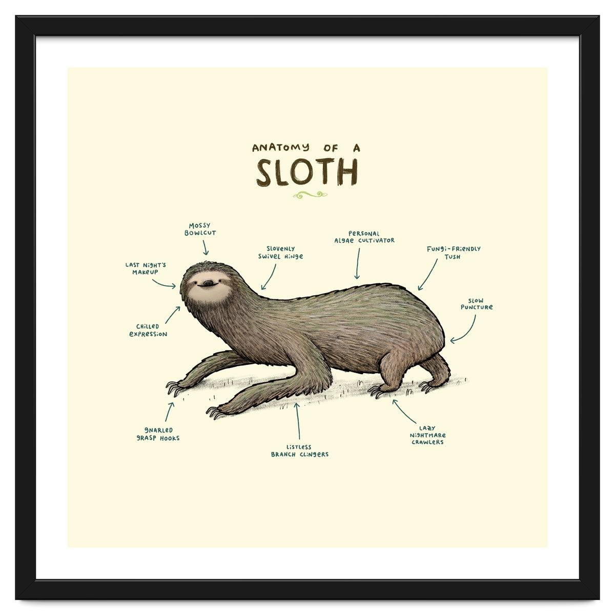 Anatomy Of A Sloth