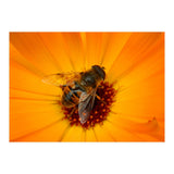 Bee Kinder (Print Only) thumbnail