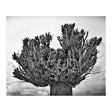Cut down tree top (Print Only) thumbnail
