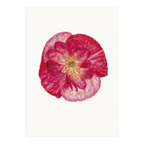 Cc Poppy 02 (Print Only) thumbnail