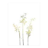 Neutral Hosta (Print Only) thumbnail