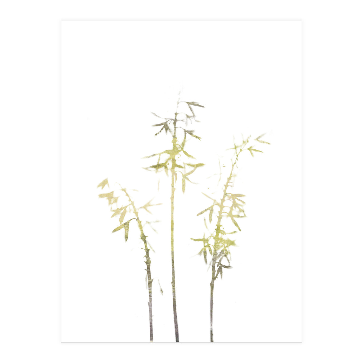 Neutral Hosta (Print Only)