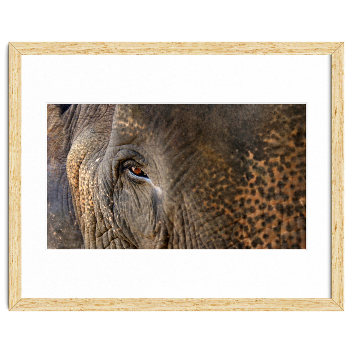 Face To Face - Elephant eye