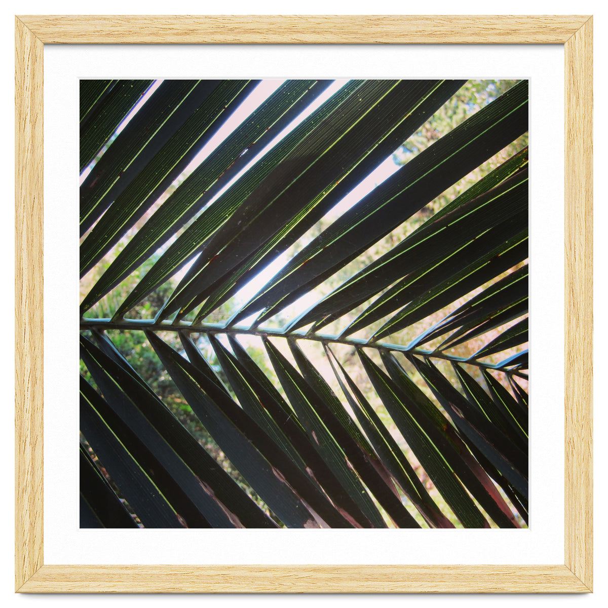 Palm leaf