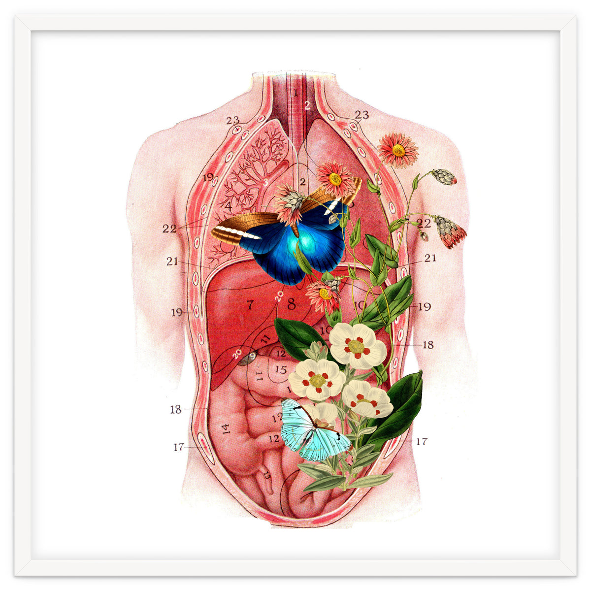 Butterflys In The Belly Makes Flower Grows