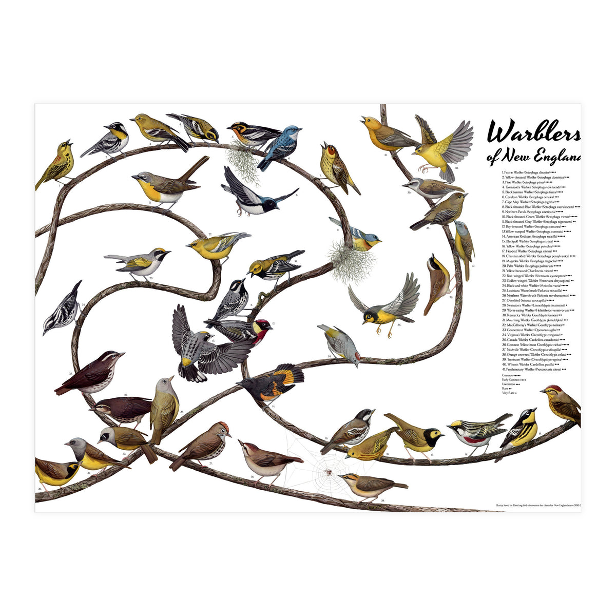 Warblers of New England (Print Only)